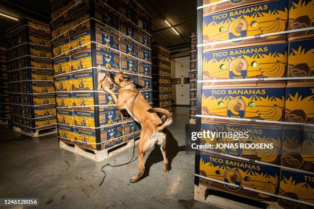 Belgian Malinois dog of a customs K9 unit inspects crates during a demonstration on the sidelines of a joint press briefing of the Belgian and Dutch...