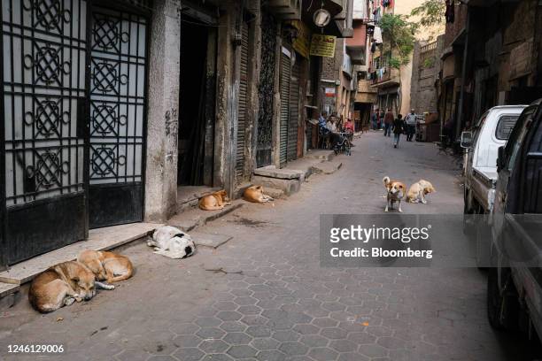 Stray dogs in the street in the Al-Khalifa district of Cairo, Egypt, on Saturday, Jan. 7, 2023. Egypts urban inflation accelerated at its fastest...