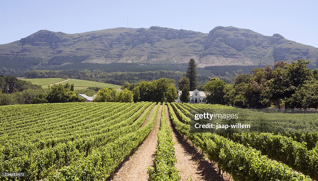 Panoramic view of a winery in South Africa