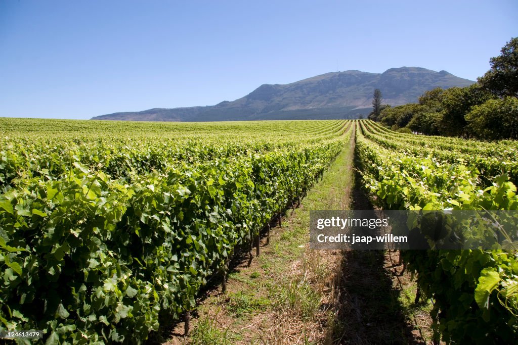 Vignoble dans le Cap