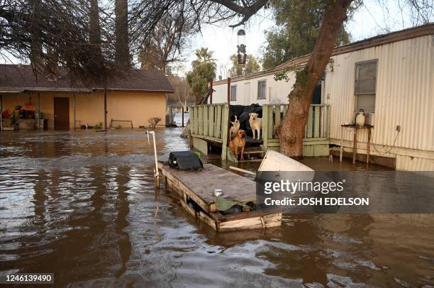 Stranded dogs await rescue at a flooded home in Merced, California, on January 10, 2023. - Relentless storms were ravaging California again Tuesday,...