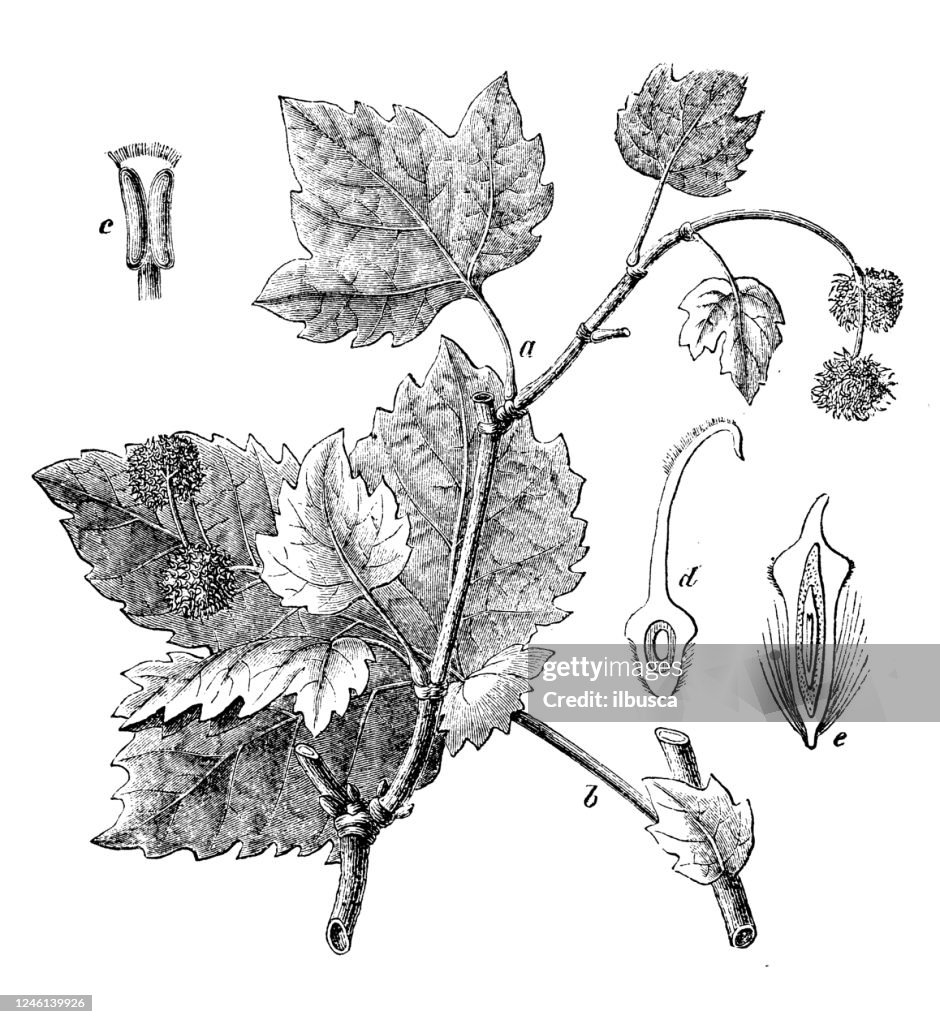 Antique botany illustration: Platanus occidentalis, American sycamore