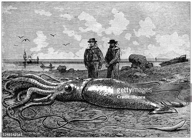ilustraciones, imágenes clip art, dibujos animados e iconos de stock de ilustración antigua: calamar gigante (architeuthis dux) - giant squid