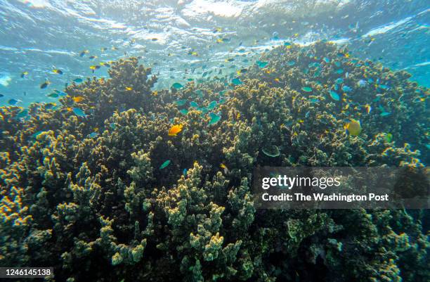 School of fish swim over a coral head along the Great Barrier Reef on August 10, 2022 on Hastings Reef, Australia. Bleaching events and global...