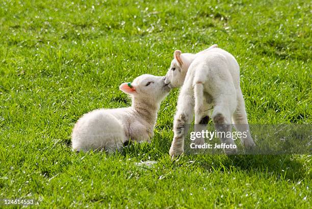 two lambs in spring sunshine - lammetje stockfoto's en -beelden