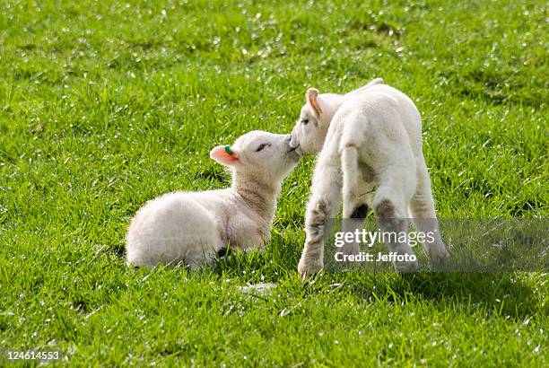 two lambs in spring sunshine - lamb tails stock pictures, royalty-free photos & images
