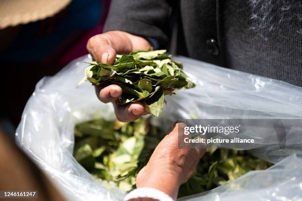 January 2023, Bolivia, La Paz: Women in typical costumes distribute coca leaves on coca chewing day. Photo: Radoslaw Czajkowski/dpa