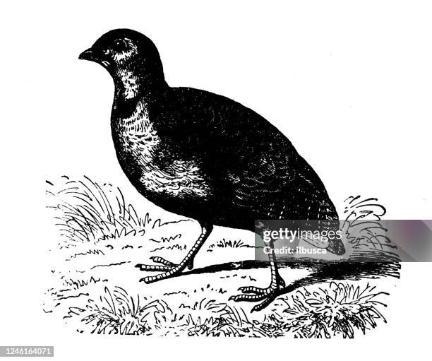 antique illustration: quail (coturnix coturnix) - quail bird stock illustrations