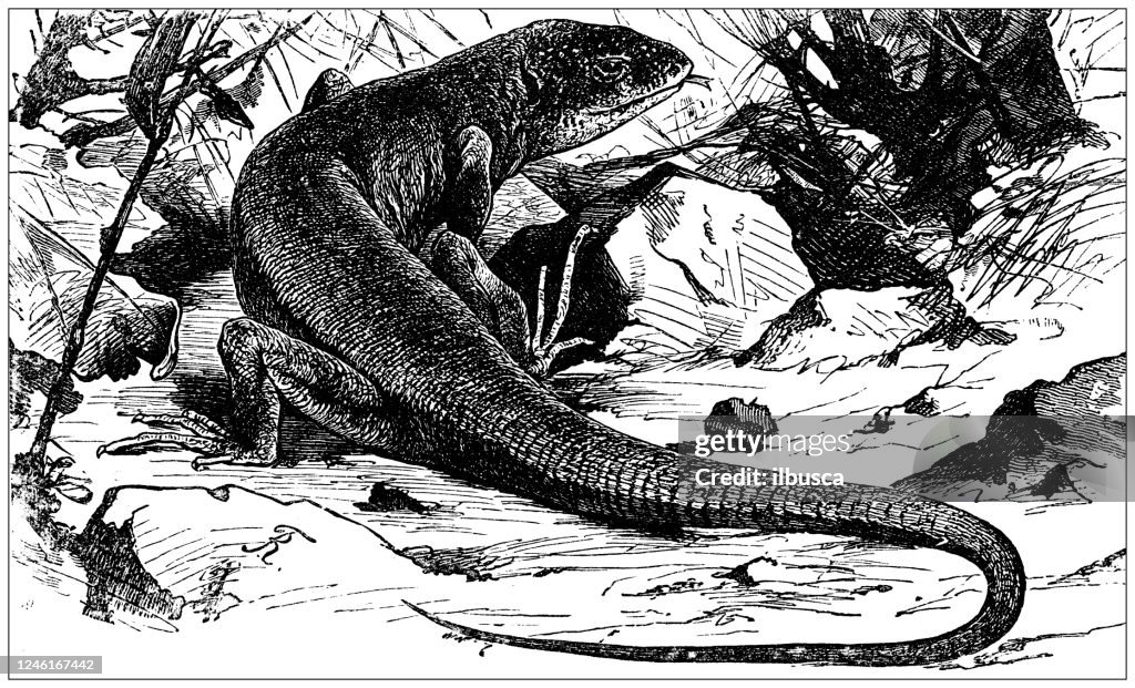 Antique illustration: European green lizard (Lacerta viridis)