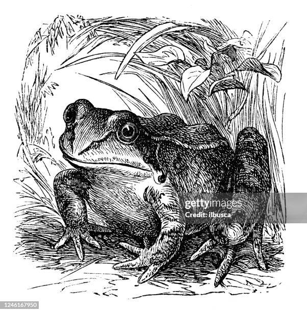 illustrations, cliparts, dessins animés et icônes de illustration antique : grenouille - grenouille