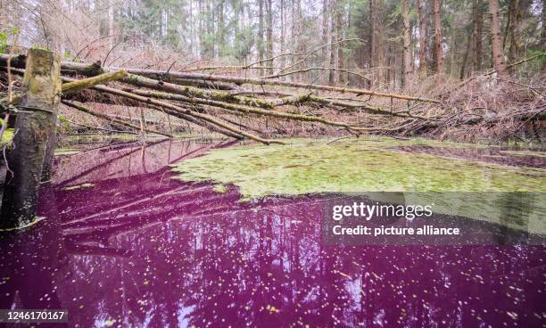 54 Hildesheim Forest Stock Photos, HighRes Pictures, and Images