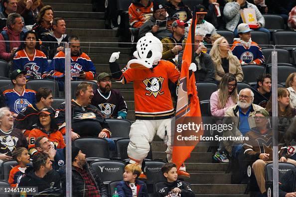524 Anaheim Ducks Mascot Stock Photos, High-Res Pictures, and