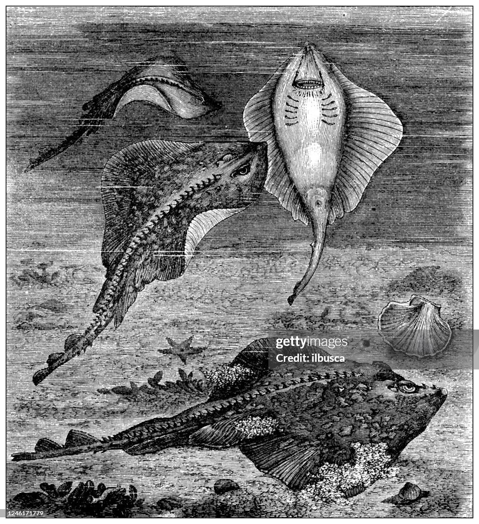 Ray Fish Texture Antique Illustration Ray Fish High-Res Vector Graphic - Getty Images