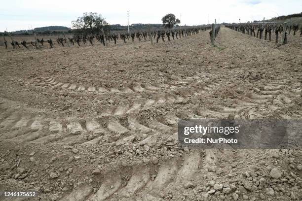 Climate change has not only accelerated the harvesting of the grapes, but also affects the quality of the product. The drought is evident in the...