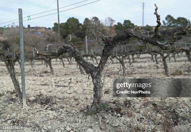 Climate change has not only accelerated the harvesting of the grapes, but also affects the quality of the product. The drought is evident in the...