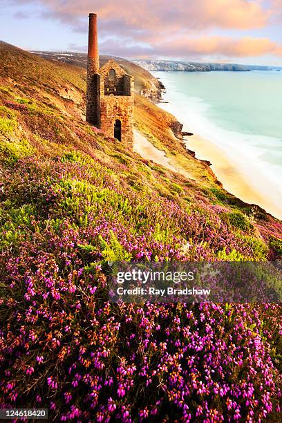 heather at dusk - truro cornwall stock pictures, royalty-free photos & images