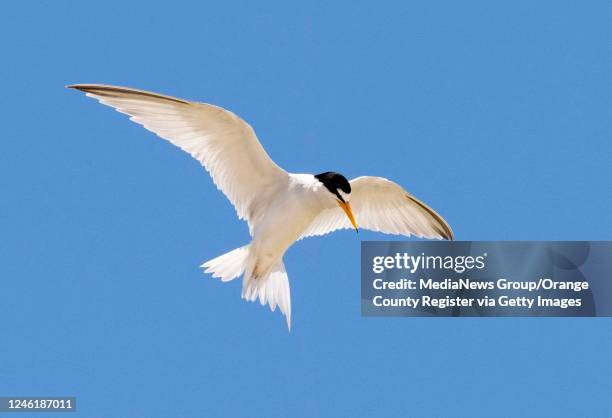 Newport Beach, CA A least tern hunts for lunch over the area where the Santa Ana River empties into the ocean on the coastal border of Huntington...