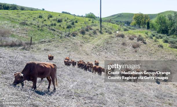 Beef Cattle Ranch Photos and Premium High Res Pictures - Getty Images