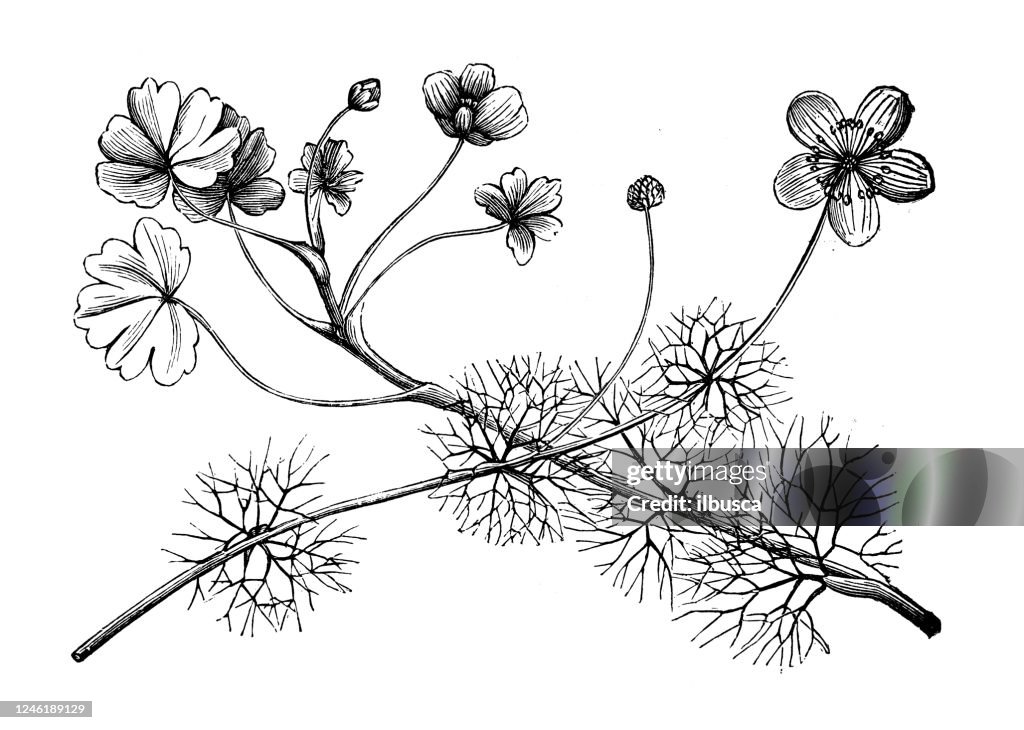 Antique botany illustration: Ranunculus aquatilis, common water-crowfoot