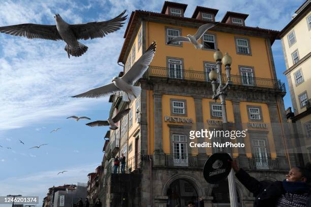 Young woman scares away seagulls in Ribeira Square, a historic square in Porto, Portugal. She is included in the historic center of the city,...