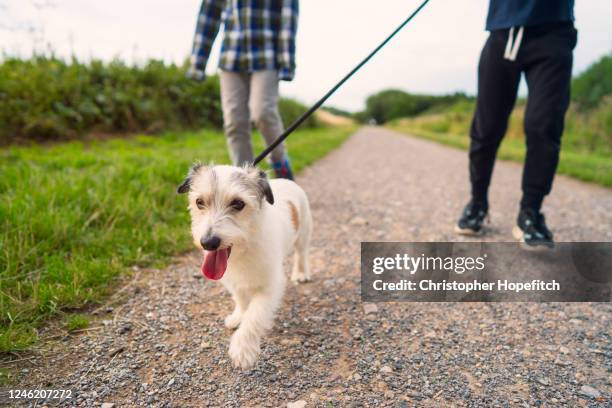 low angle view of a small dog being walked by his family in a  park - pet leash stock-fotos und bilder