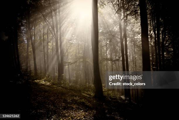 like in my dream - glade stock pictures, royalty-free photos & images