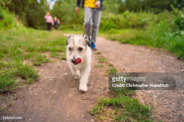 small dog leading the way on a walk in a park - haustierleine stock-fotos und bilder