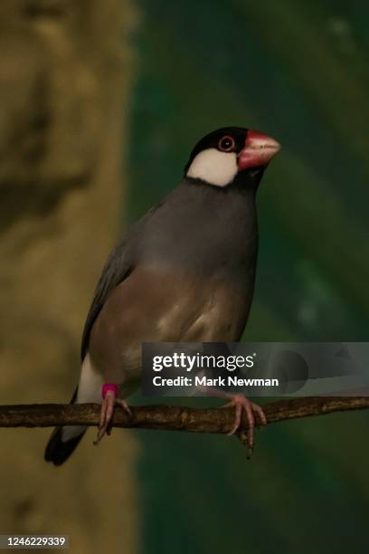 91 Java Finch Stock Photos, High-Res Pictures, and Images - Getty Images