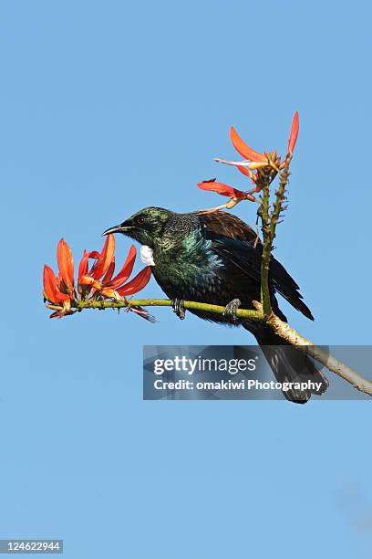 new zealand tui bird - tui bird stock pictures, royalty-free photos & images