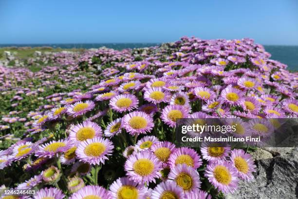 coastal landscape with close-up on the pink flower seaside daisy (erigeron glaucus) - portland stock-fotos und bilder