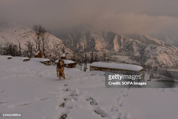 Dog plays on the snow covered road after a fresh snowfall on the outskirts of Srinagar. Weather improved in Kashmir valley after days of moderate to...
