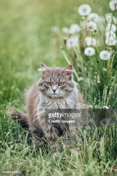 cute fluffy gray cat meadow green grass dandelions - feline stockfoto's en -beelden