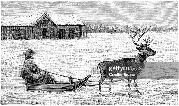 antique illustration: lapland sledge - animals in captivity stock illustrations