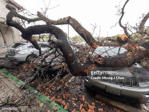 Damaged cars sit beneath a fallen tree at the El Camino Shopping Center on Mulholland Drive in Woodland Hills on Sunday, Jan. 15, 2023. The tree fell...