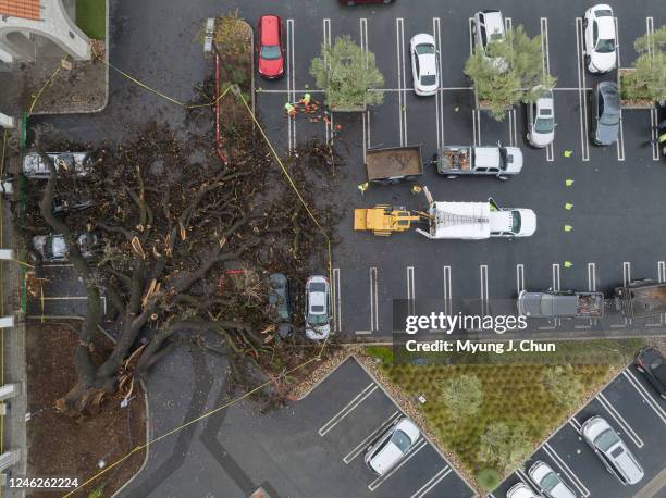 Damaged cars sit beneath a fallen tree at the El Camino Shopping Center on Mulholland Drive in Woodland Hills on Sunday, Jan. 15, 2023. The tree fell...