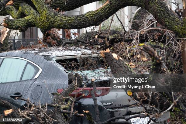 Damaged cars sit beneath a fallen tree at the El Camino Shopping Center on Mulholland Drive in Woodland Hills on Sunday, Jan. 15, 2023. The tree fell...