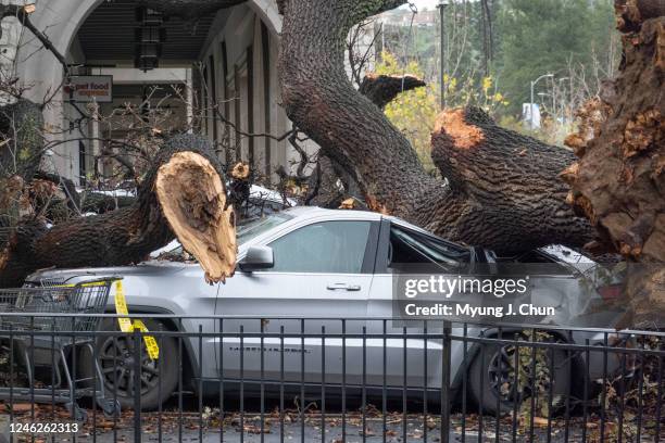 Damaged cars sit beneath a fallen tree at the El Camino Shopping Center on Mulholland Drive in Woodland Hills on Sunday, Jan. 15, 2023. The tree fell...