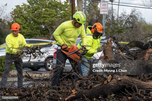 Tree service crew remove a fallen tree on Sunday, Jan. 15, 2023 in Woodland Hills. The tree fell at El Camino Shopping Center on Saturday night...