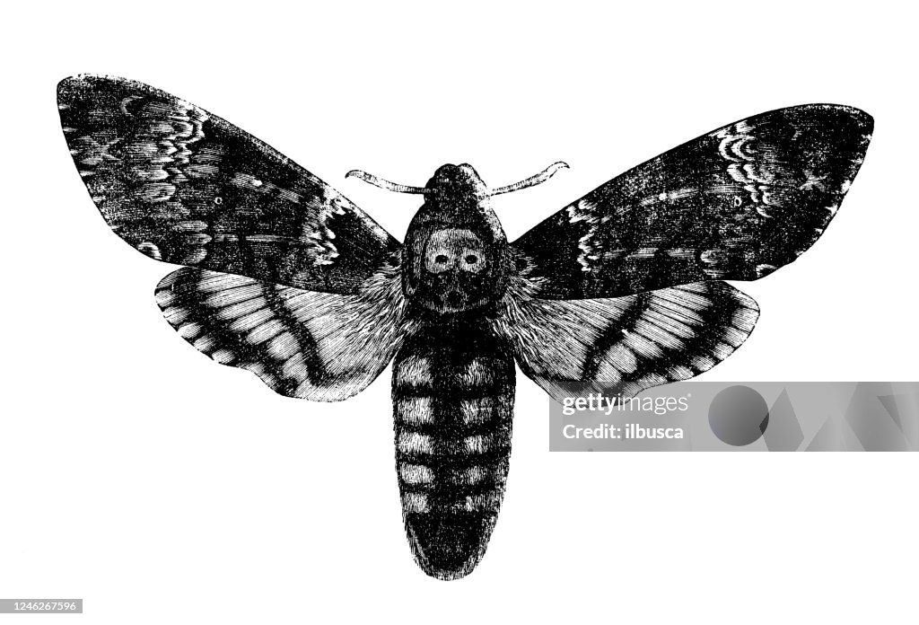 Antique illustration: Acherontia atropos, death's-head hawkmoth