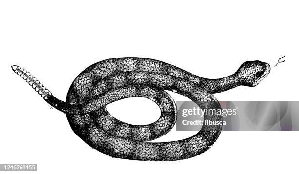 ilustrações de stock, clip art, desenhos animados e ícones de antique illustration: rattlesnake - rattlesnake