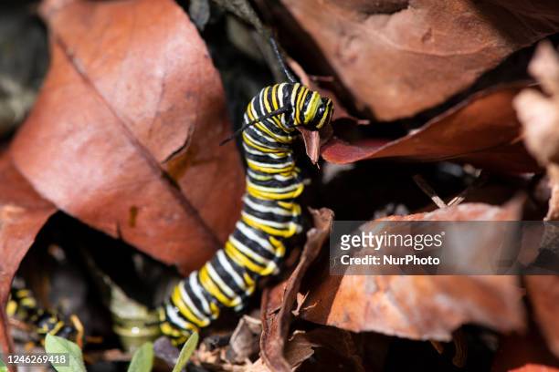 Monarch butterfly caterpillar looks for food in a garden in Christchurch, New Zealand on January 16, 2022. Wasps are the biggest threat to monarchs...