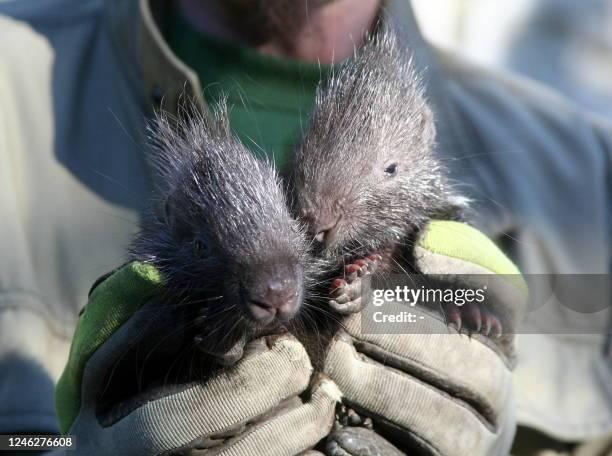 Zookeeper holds up two baby porcupines at Tierpark in Berlin, Germany on October 14, 2011. AFP PHOTO / OZLEM YILMAZER GERMANY OUT