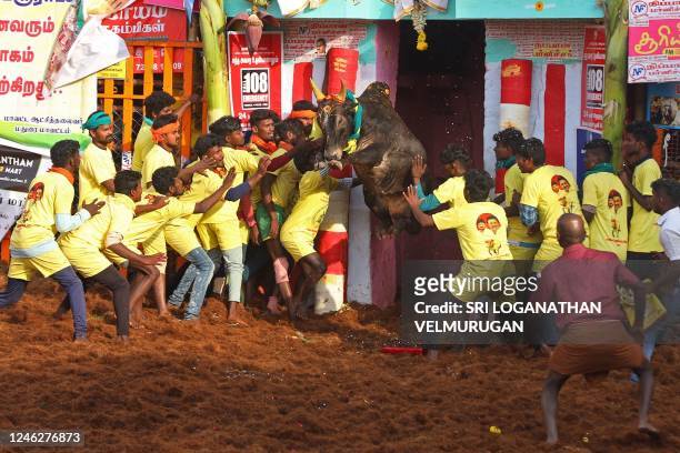 Participants try to control a bull during an annual bull-taming festival 'Jallikattu' in Palamedu village on the outskirts of Madurai on January 16,...