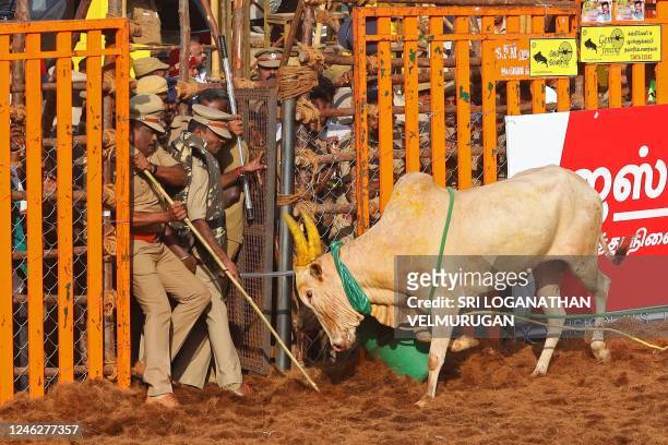 Policemen react next to a bull during an annual bull-taming festival 'Jallikattu' in Palamedu village on the outskirts of Madurai on January 16,...
