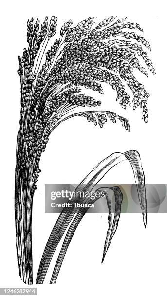 antique botany illustration: sorghum bicolor, great millet - millet stock illustrations