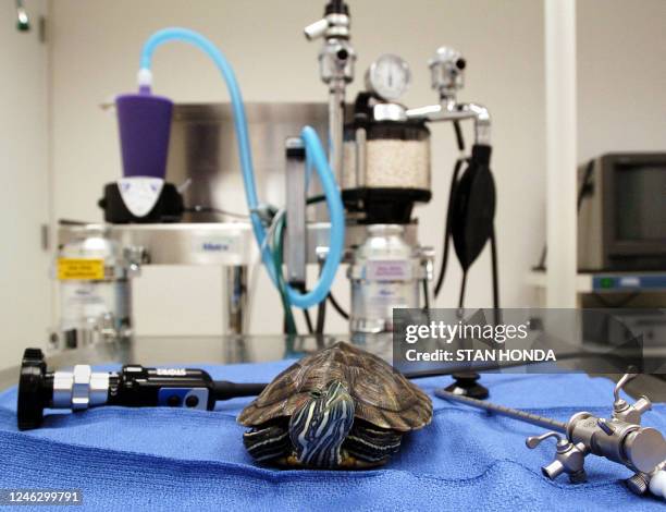 Healthy red ear slider turtle poses on an examination table in the surgery room at the Center for Avian & Exotic Medicine, 26 May in New York....