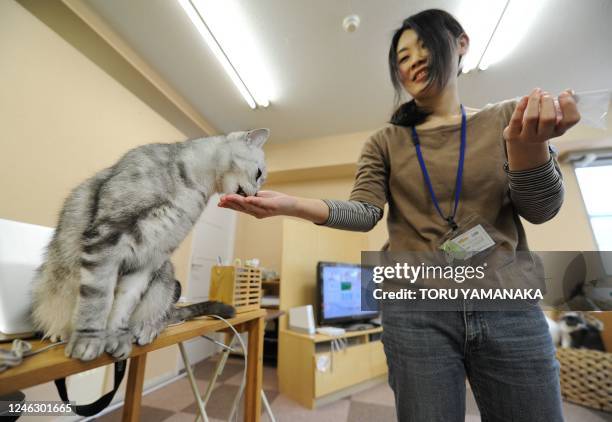 To go with Japan-animals-cafe by Kyoko Hasegawa A Japanese youth feeds a cat at a 'cat cafe' in Tokyo on February 23, 2012. As Japan introduces...