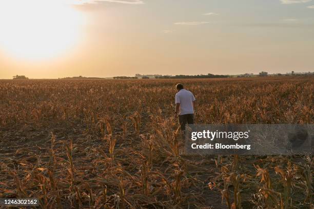 An agronomist walks through a drought-affected cornfield in San Jose de la Esquina, Argentina, on Monday, Jan. 16, 2023. Three successive years of...