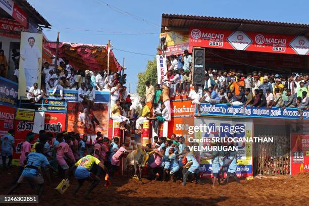 Participants try to control a bull during an annual bull-taming festival 'Jallikattu' in Palamedu village on the outskirts of Madurai on January 17,...