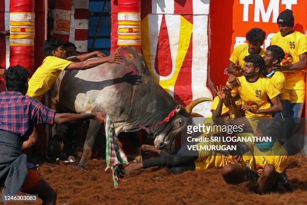 Participant tries to control a bull during an annual bull-taming festival 'Jallikattu' in Palamedu village on the outskirts of Madurai on January 17,...